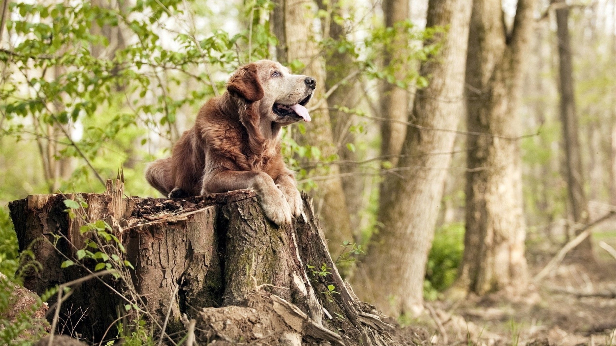 _骑士新秀表现抢眼,展现大未来_,骑士队新秀