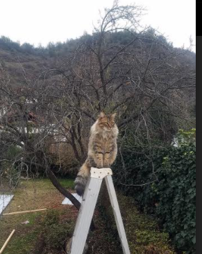 “法甲争夺激烈，积分榜上演精彩大逆转”，法甲积分榜榜