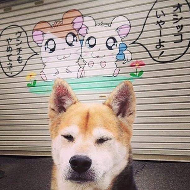 《英雄联盟S15赛季，G2战队表现惊艳刷新纪录》，g2战队s11进msi了吗